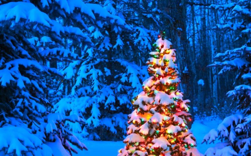 xmas_tree.jpg